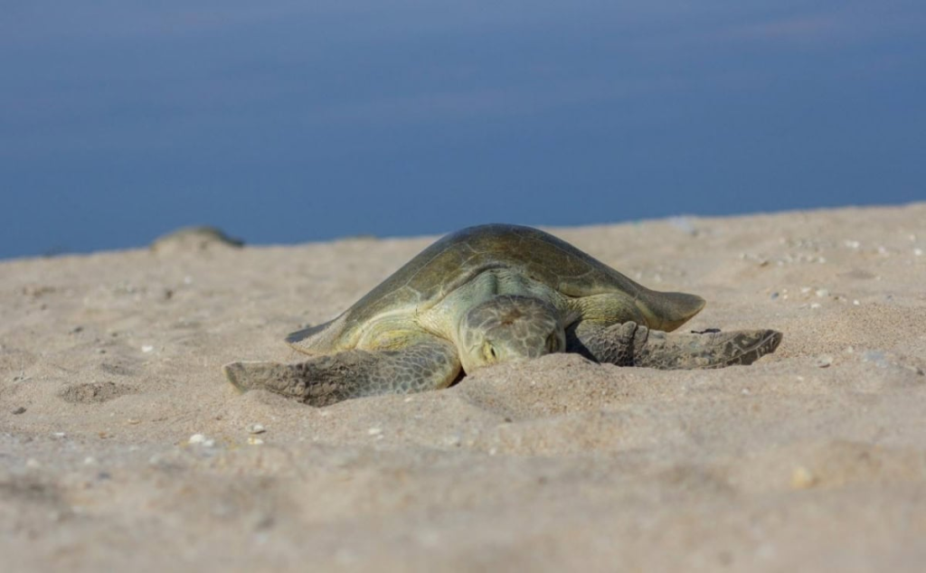 Registra Tamaulipas primera anidación de tortuga lora de la temporada 2026