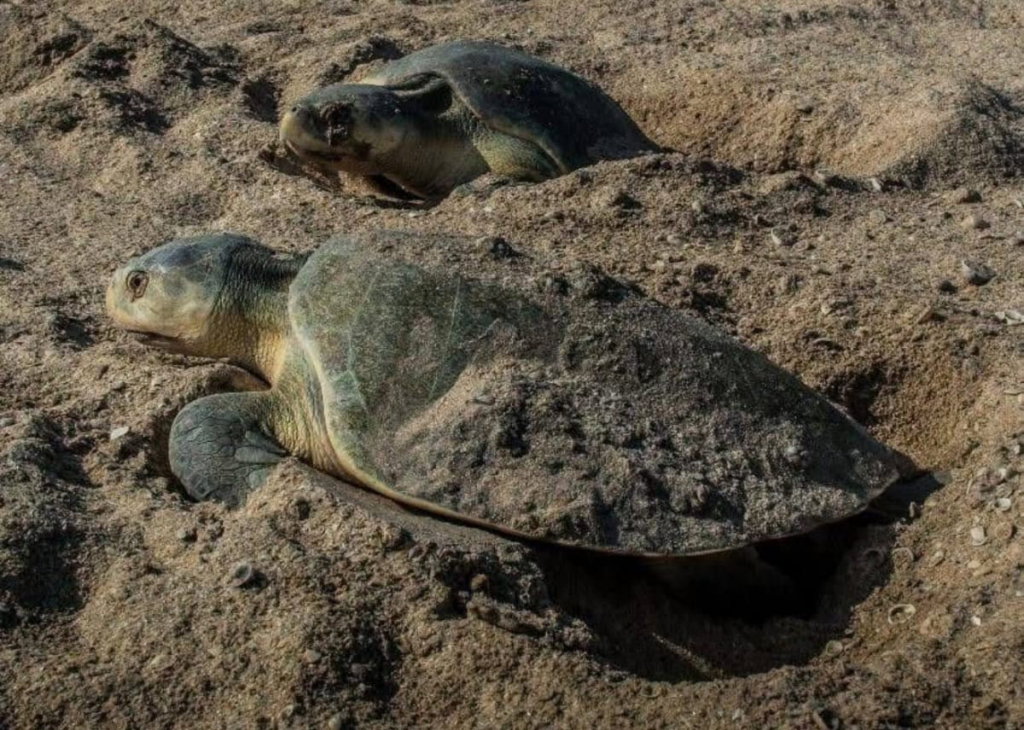 Supera Tamaulipas los 222 mil huevos de tortuga lora protegidos