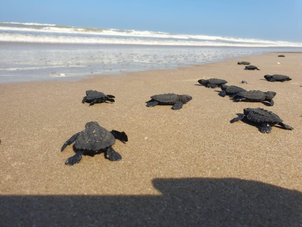 Monitoreo y resguardo de nidos de tortuga lora